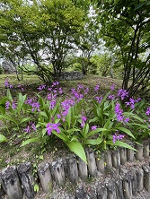 紫のシランが咲く公園、後ろに緑の木々